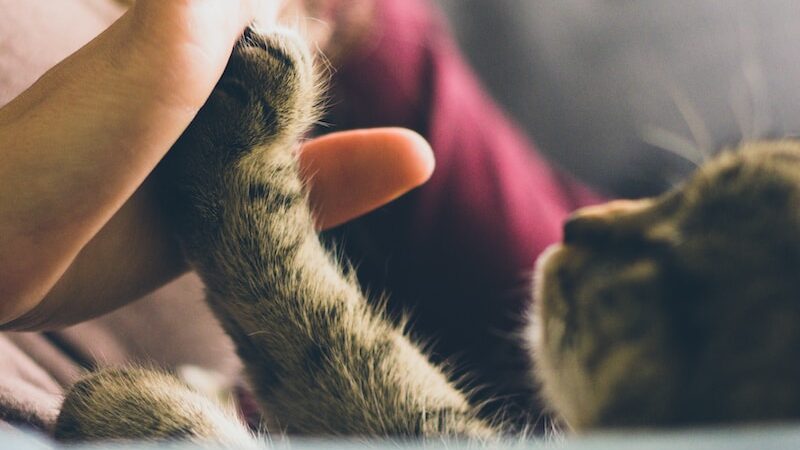 tabby cat touching person's palm