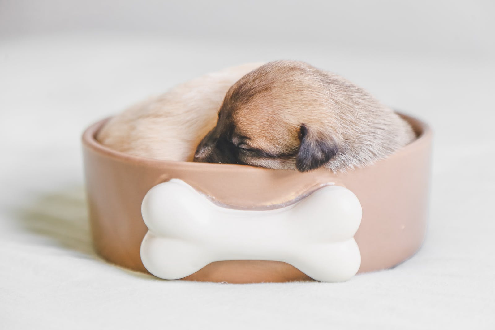 You are currently viewing Your Guide to Puppy Teething Age Chart – Navigate Your Pup’s Growth!