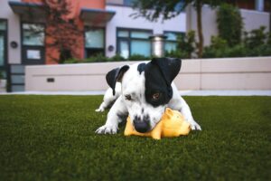 Read more about the article Understanding Why A Puppy Bites: Tips and Solutions for Owners