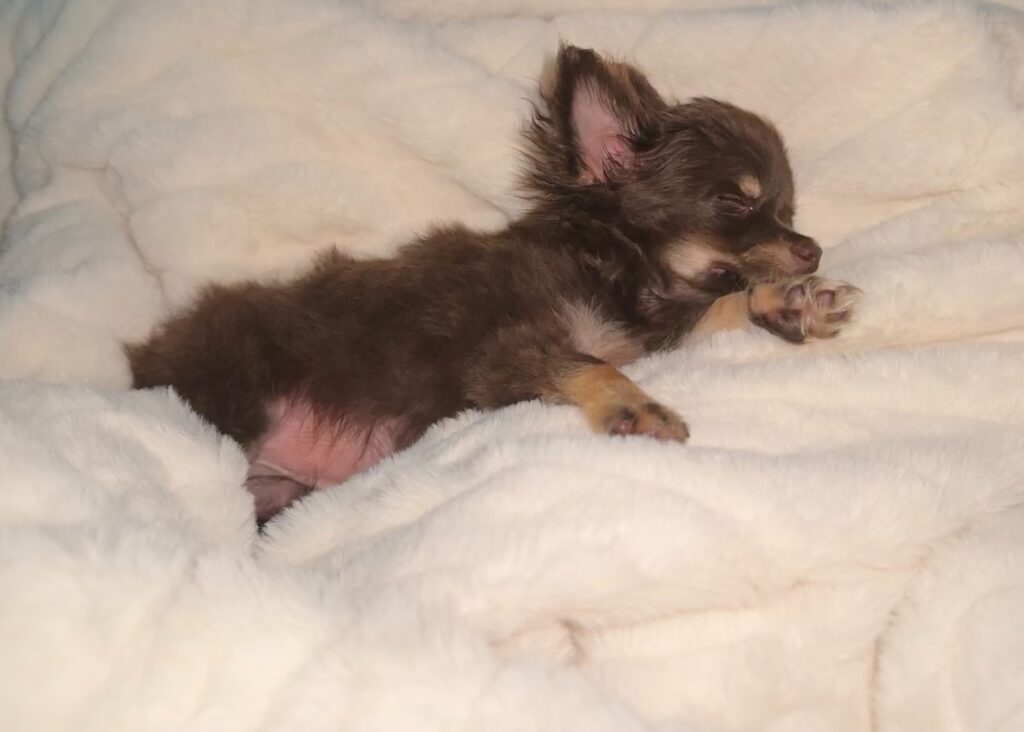 a small dog laying on top of a white blanket